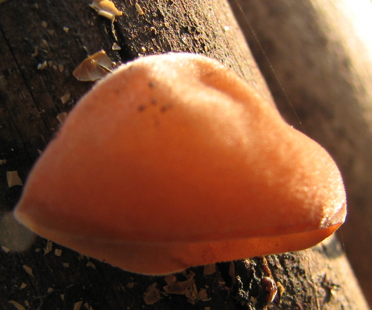 fungo gelatinoso arancione